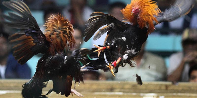 Đá Gà GA28 là gì? Trải nghiệm thú vị tại FM88