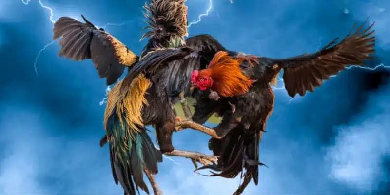 Chiến lược chơi Đá Gà GA28 hiệu quả