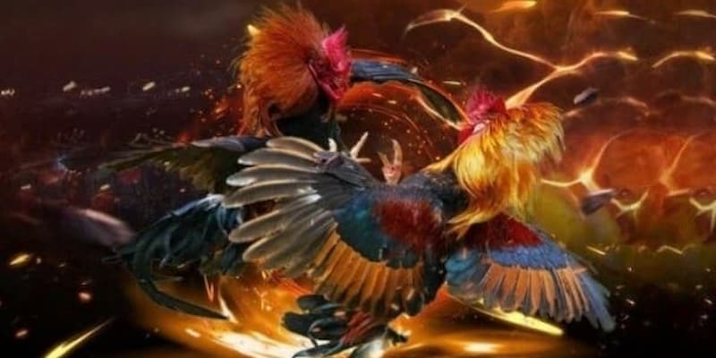 Lý Do Đá Gà WS168 Tại FM88 Được Yêu Thích