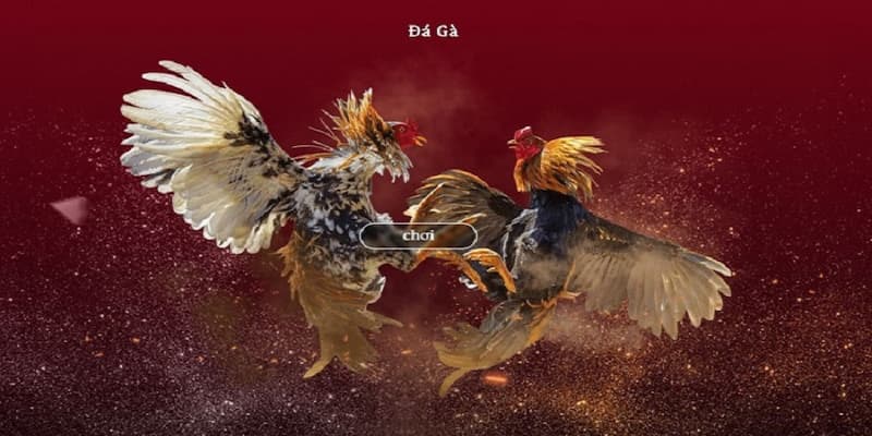 Những Mẹo Để Thành Công Khi Chơi Đá Gà WS168